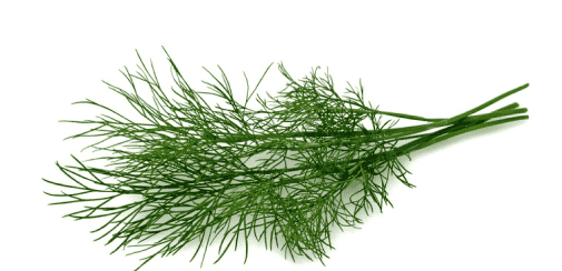 Dill